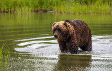 Salmon Berry Travel & Tours6