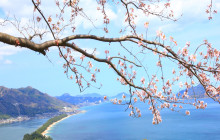 Tuyi Group Japan Co., Ltd.1