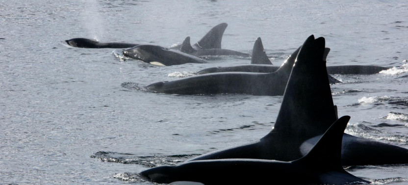 Ketchikan Alaska Private Misty Fjords & Wildlife Excursion