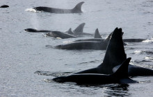 Reel Alaska Fishing Charters2