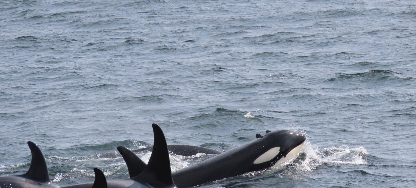 Ketchikan Alaska Private Misty Fjords & Wildlife Excursion