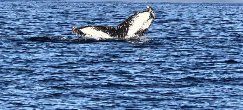 Ketchikan Alaska Private Misty Fjords & Wildlife Excursion