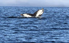 Reel Alaska Fishing Charters4