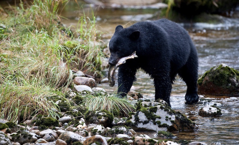 Reel Alaska Fishing Charters