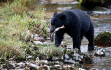 Reel Alaska Fishing Charters11