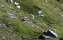 Reel Alaska Fishing Charters12