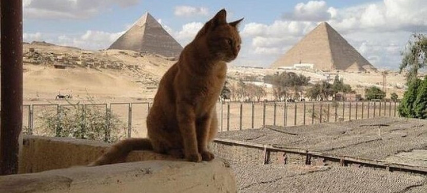 Private Day from Sharm to Cairo by Plane with Lunch and Guide