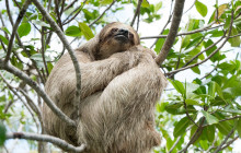 Roatan Henry tour20