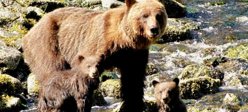 Private Waterfall Creek Bear Viewing