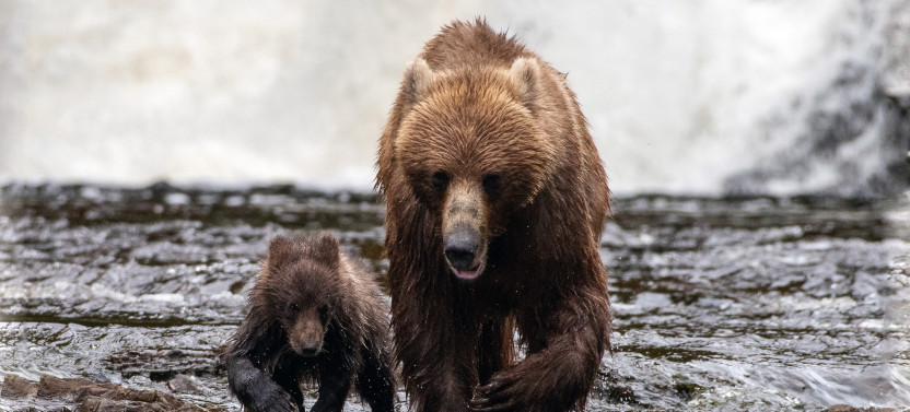 Private Waterfall Creek Bear Viewing