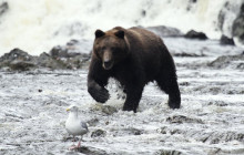 BEAR CREEK OUTFITTERS5