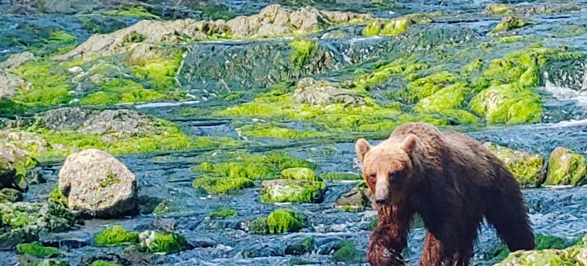 Private Waterfall Creek Bear Viewing