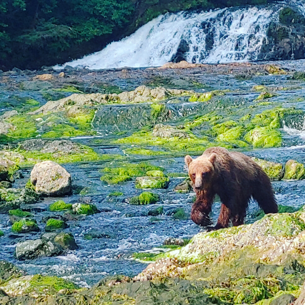 Private Waterfall Creek Bear Viewing