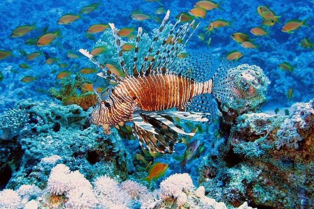 From Hurghada: Dolphin Watching Cruise and Massage