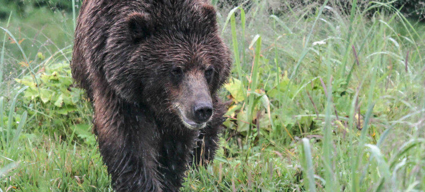 Private Pack Creek Bear Viewing
