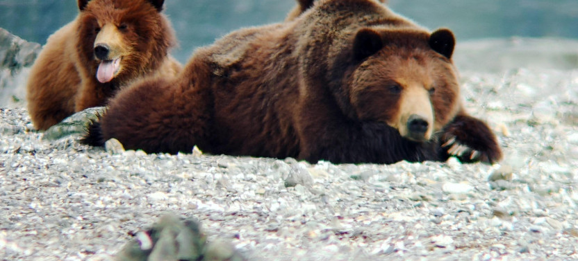 Private Pack Creek Bear Viewing