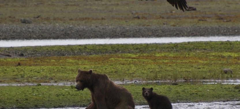 Private Pack Creek Bear Viewing