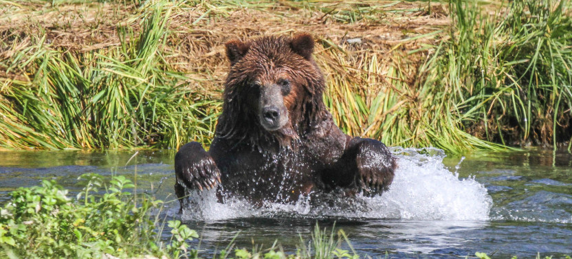 Private Pack Creek Bear Viewing