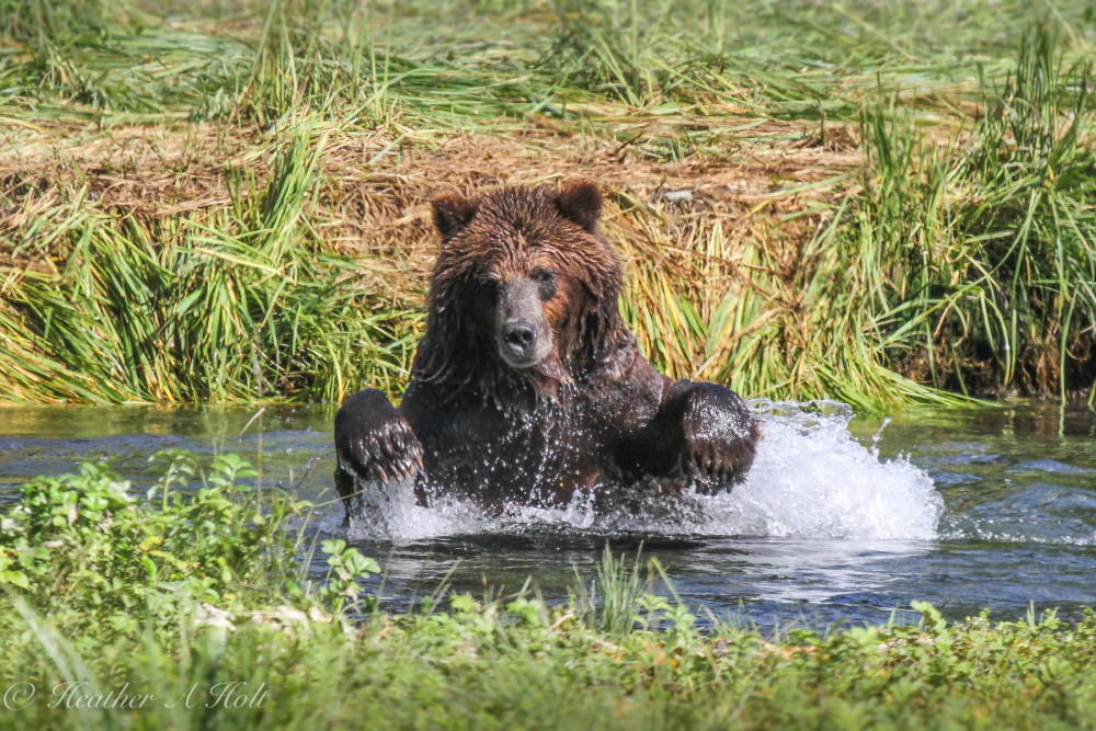 Private Pack Creek Bear Viewing