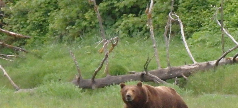 Private Exclusive Location Bear Viewing