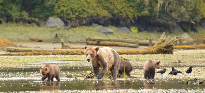 Private Exclusive Location Bear Viewing