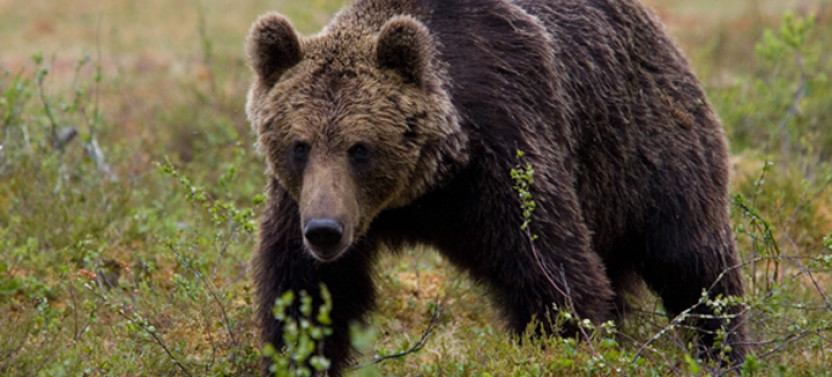 Private Exclusive Location Bear Viewing