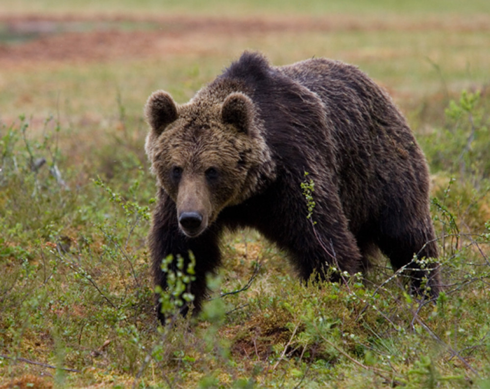 Private Exclusive Location Bear Viewing
