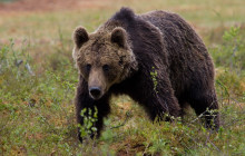 BEAR CREEK OUTFITTERS1