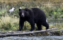 BEAR CREEK OUTFITTERS4