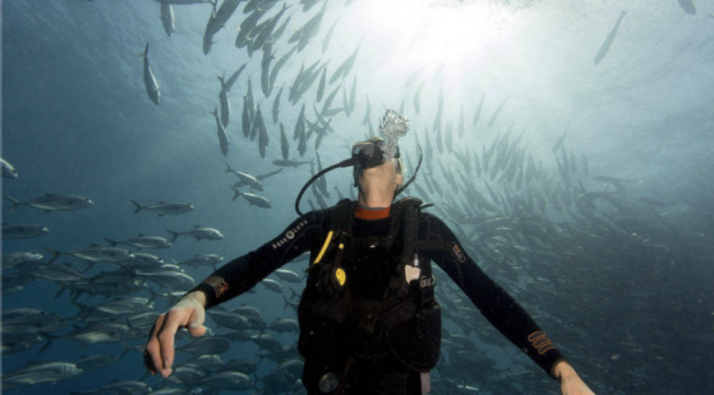 Cabo Shark Dive