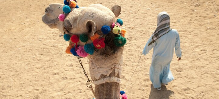 1 Hour Camel Ride in the Wonderful Desert of Hurghada