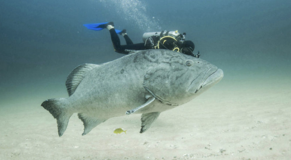 Cabo Shark Dive