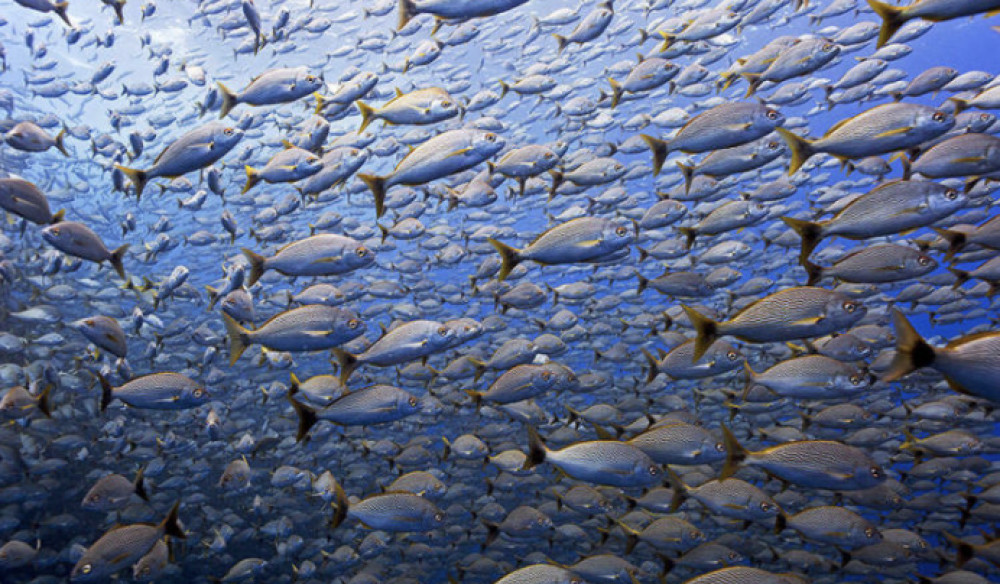 Cabo Shark Dive