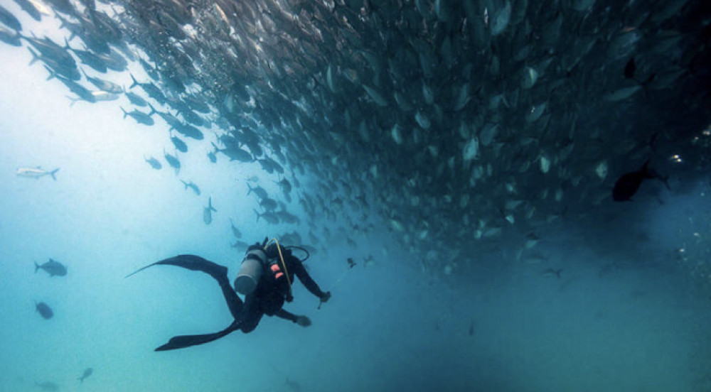 Cabo Shark Dive