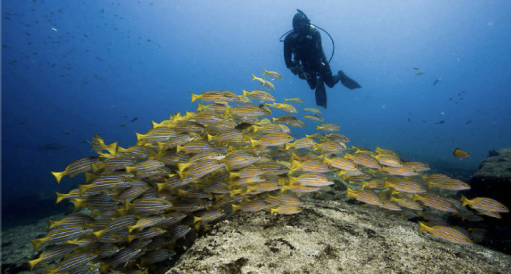 Cabo Shark Dive