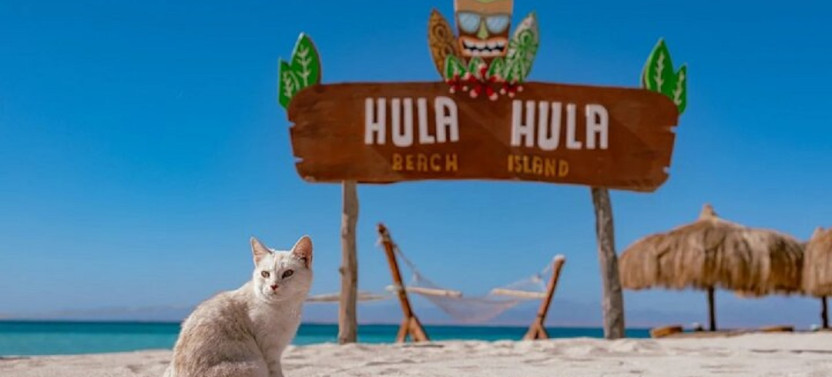 Private Speed Boat to Hula Hula Island Amazing Day - Hurghada