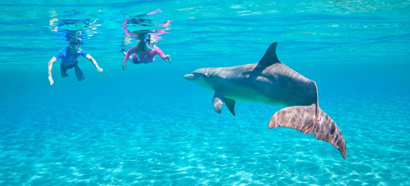 Private Speed Boat to Dolphin House & Water activities W/Transfer-Hurghada