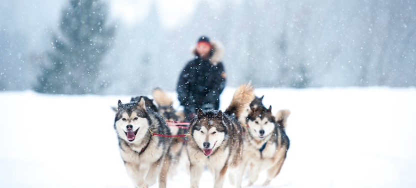 Snowy Trails Husky Safari (10 Km)