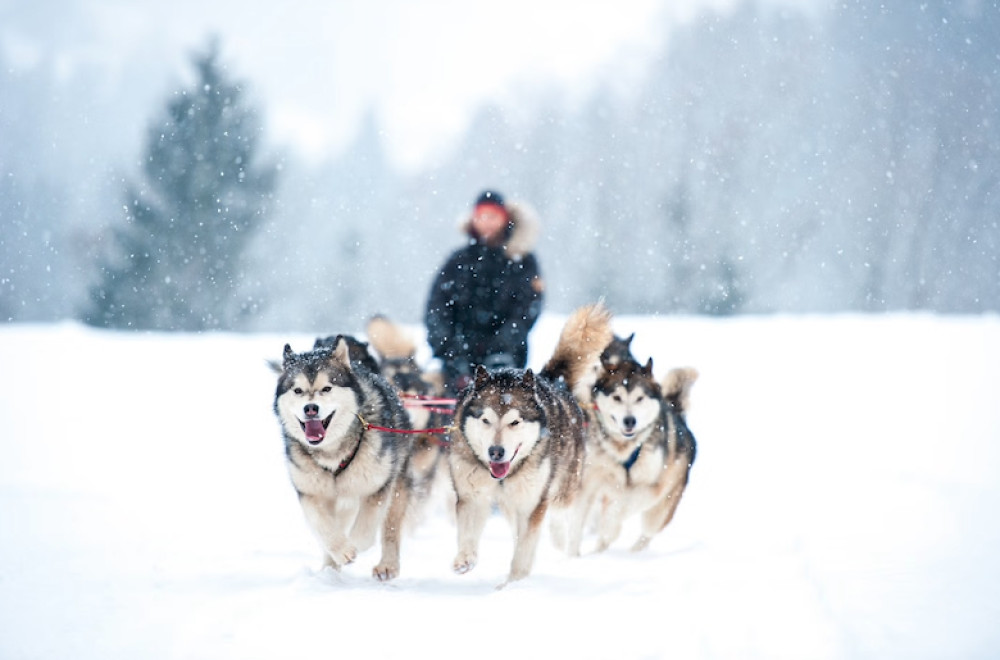 Snowy Trails Husky Safari (10 Km)