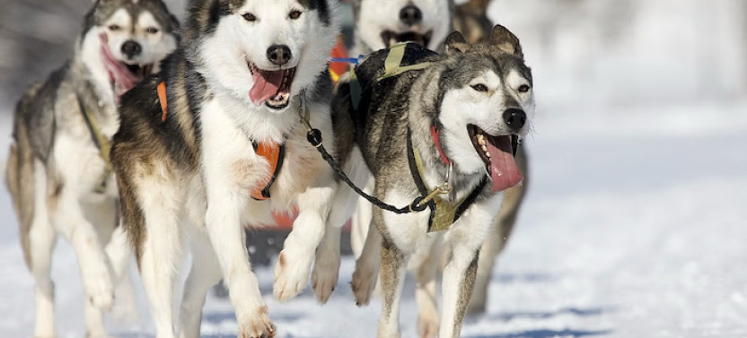 Snowy Trails Husky Safari (10 Km)