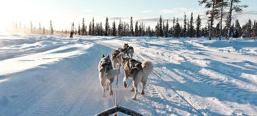 Snowy Trails Husky Safari (10 Km)