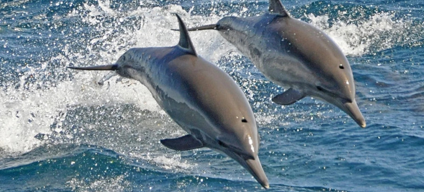 Swim With Dolphins By Semi Private Speedboat & Transfer - Hurghada