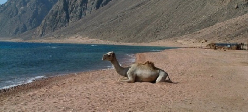 3 Pools Trip by Bus with Camel Ride & Dahab City Tour - Sharm El Sheikh