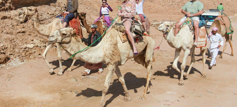 1-Hour Camel Ride: Experience the Magic of the Desert - Sharm El Sheikh