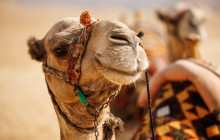 Your Trips Guide4