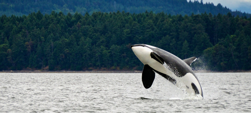 Best of Juneau