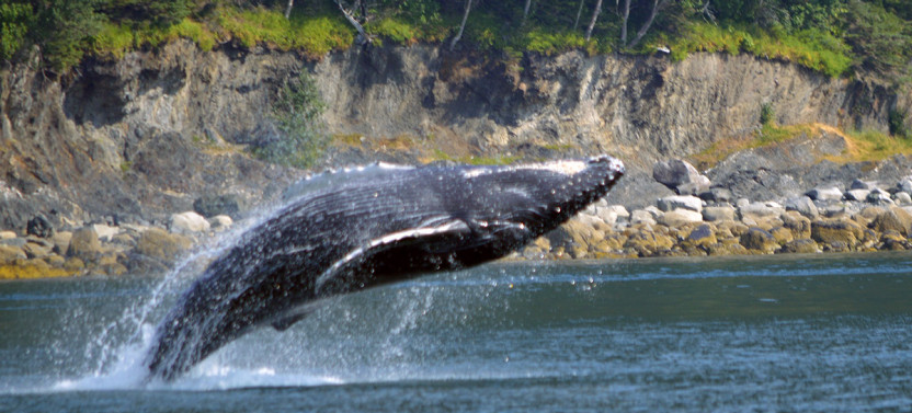 Best of Juneau