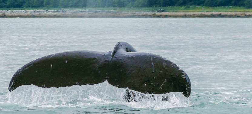Whale Watching Adventure