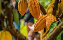 Hawaii Cacao LLC14