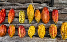Hawaii Cacao LLC15